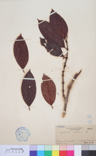 Specimen thumbnail